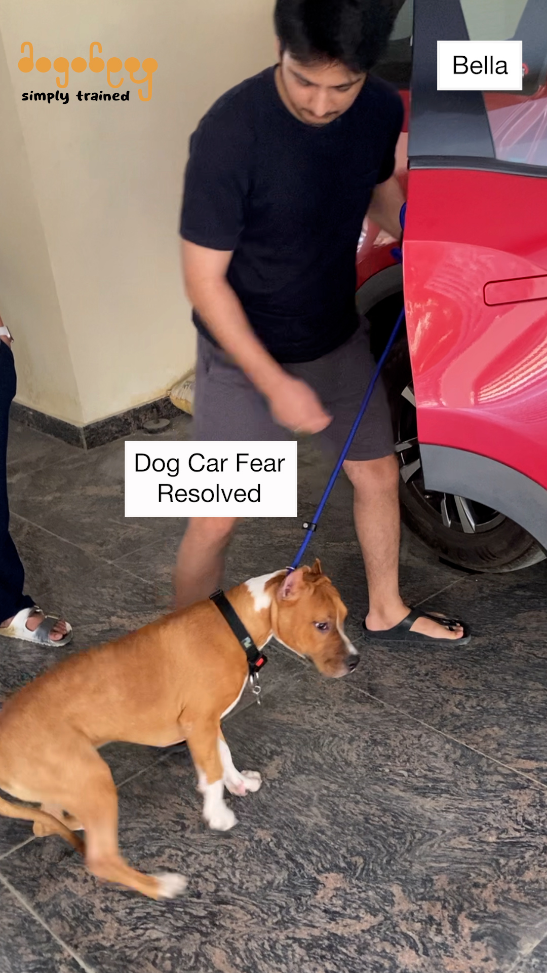 Bella - Car Fear