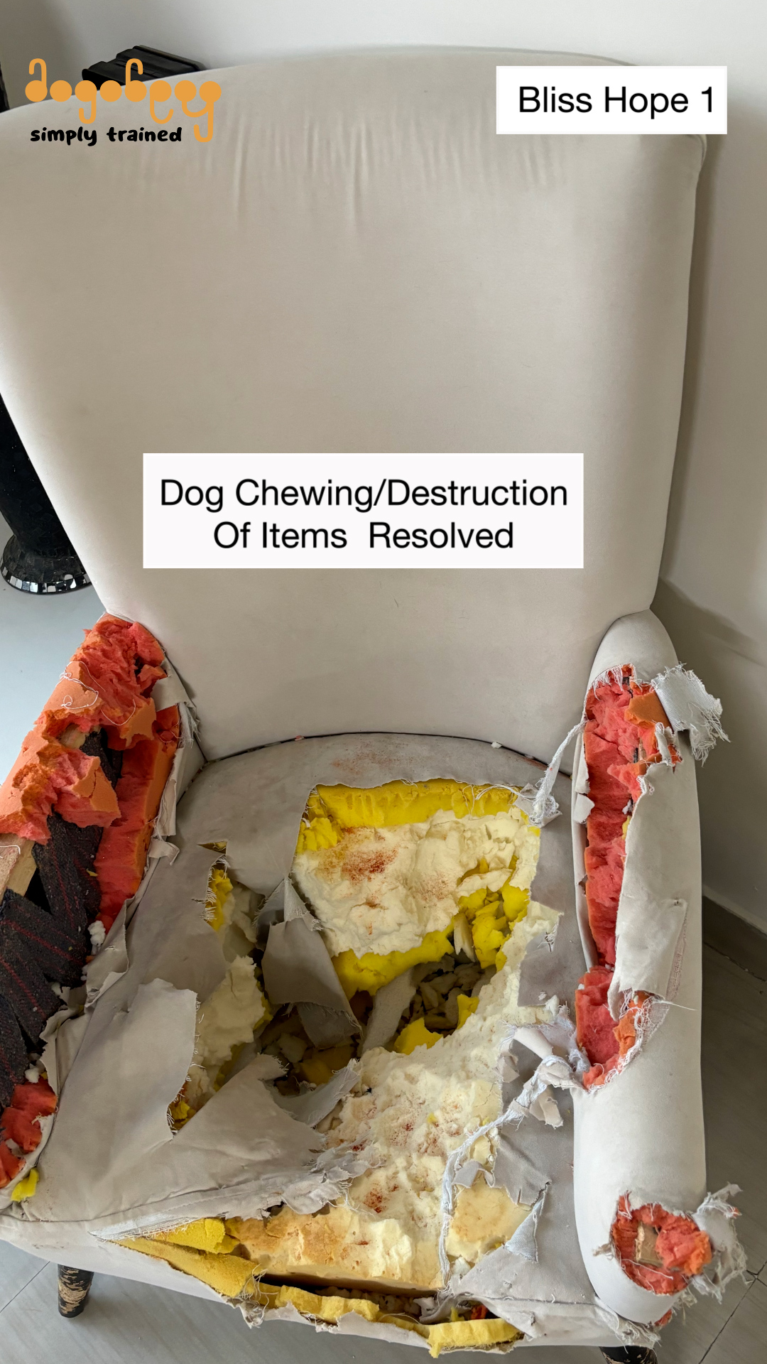 Bliss & Hope - Chewing/Destruction of Items