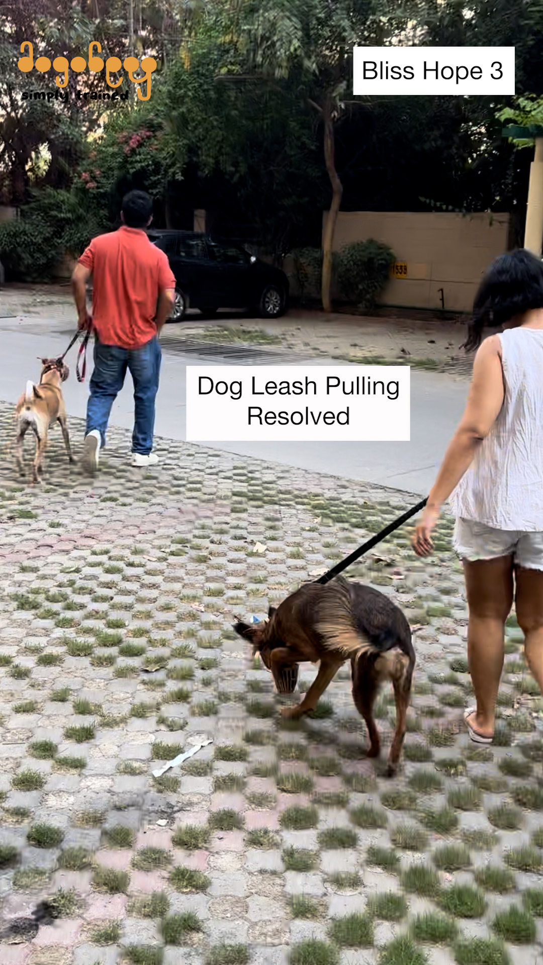 Bliss - Leash Pulling