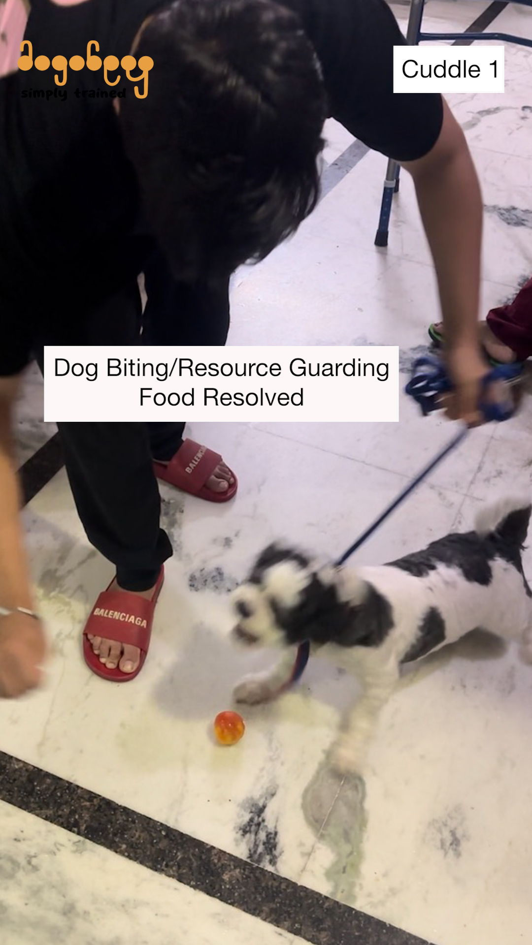 Cuddle - Shih Tzu Training