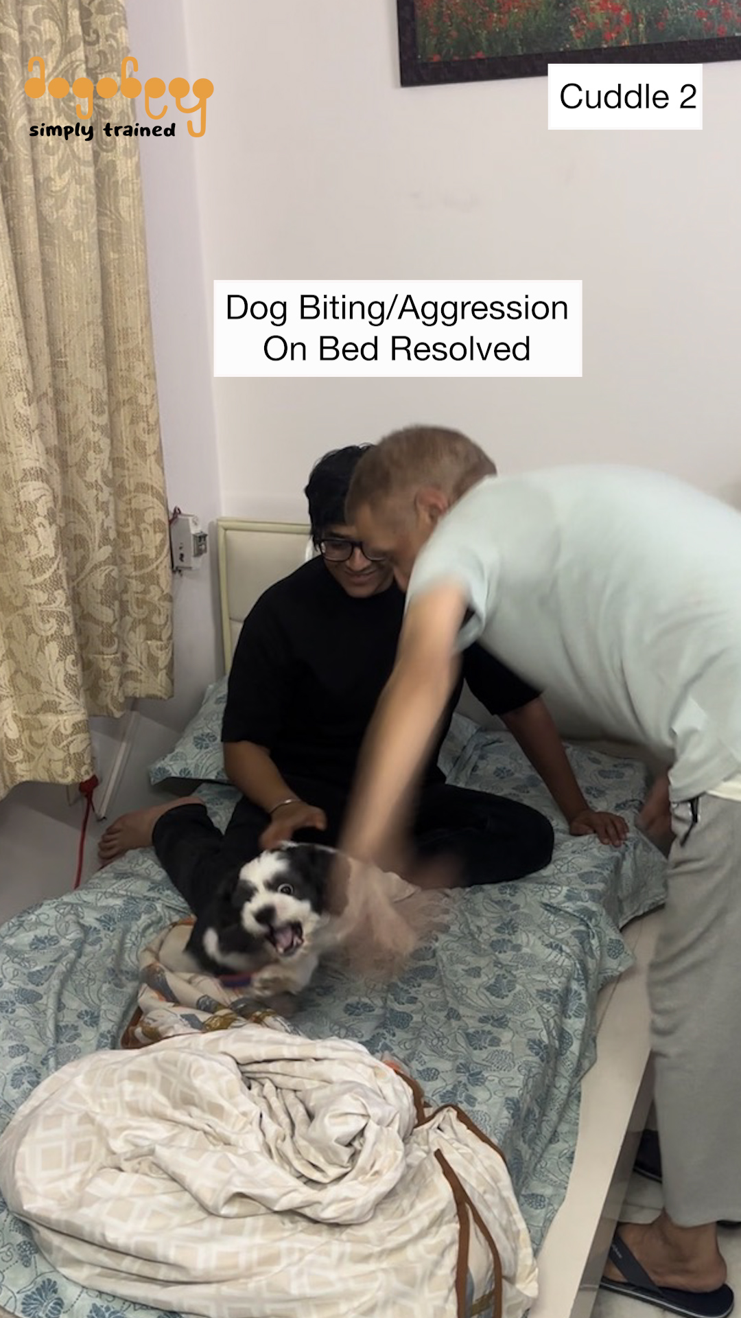 Cuddle - Shih Tzu Training