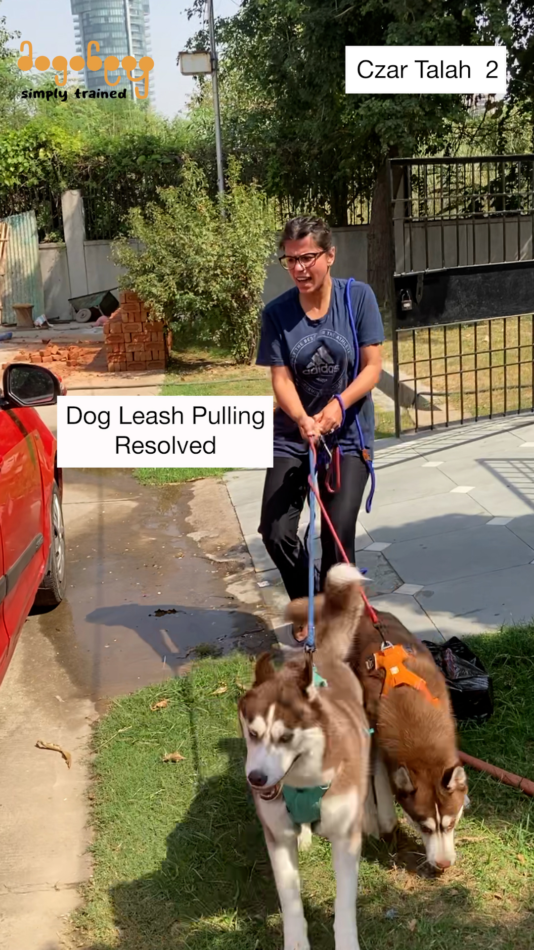 Czar & Talah - Leash Pulling