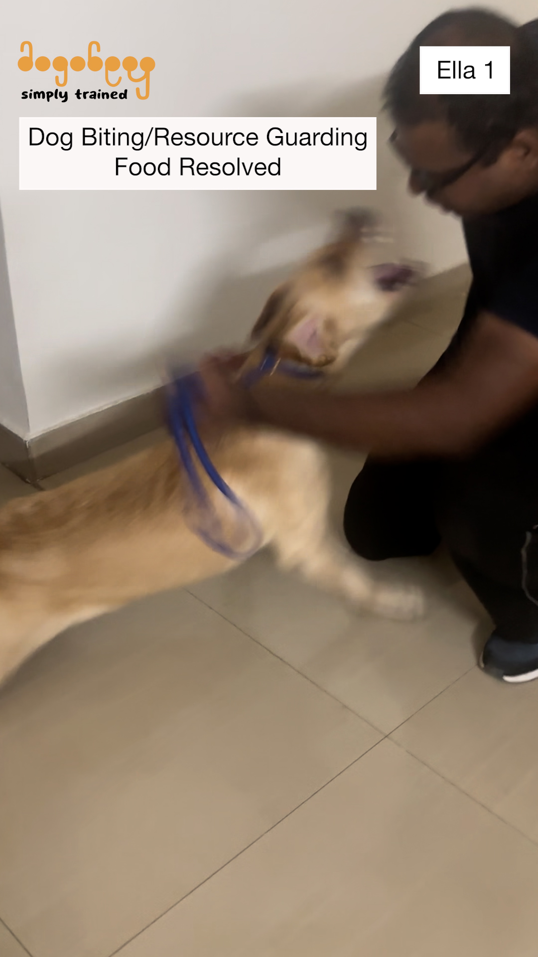 Ella - Labrador Training