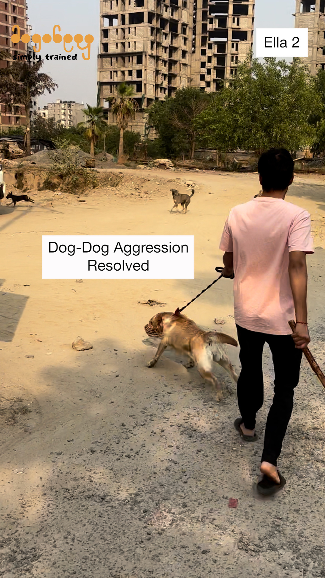 Ella - Dog-Dog Aggression Training