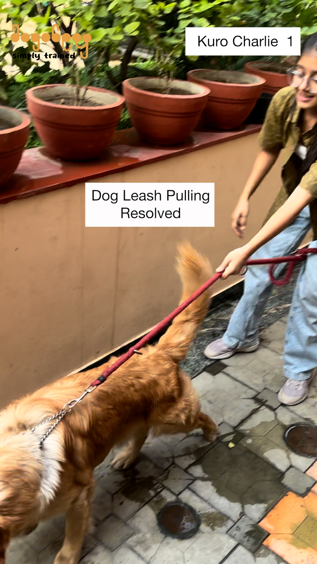 Kuro & Charlie - Leash Pulling