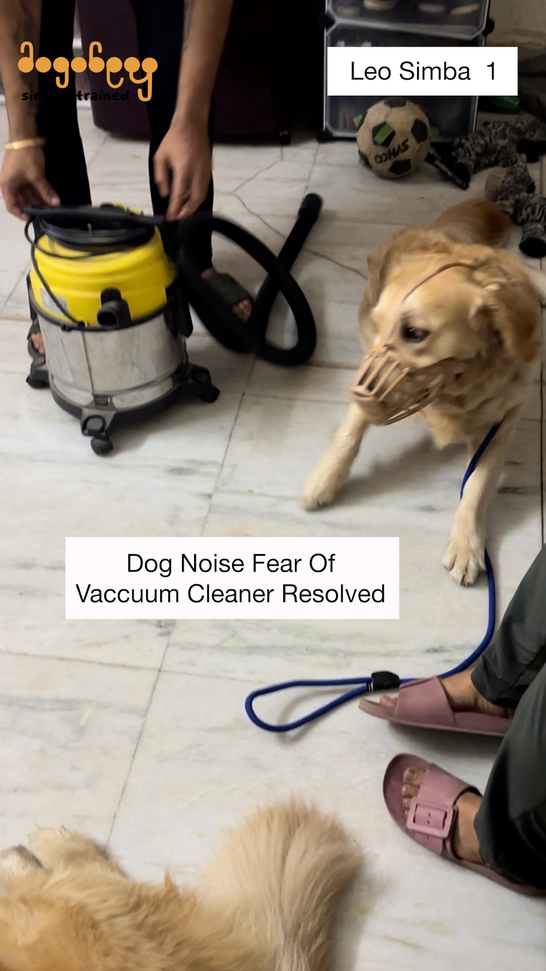 Leo & Simba - Noise Fear Of Vacuum Cleaner
