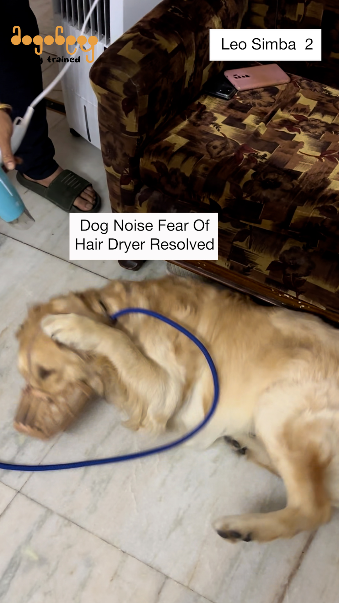 Leo & Simba - Noise Fear Of Hair Dryer