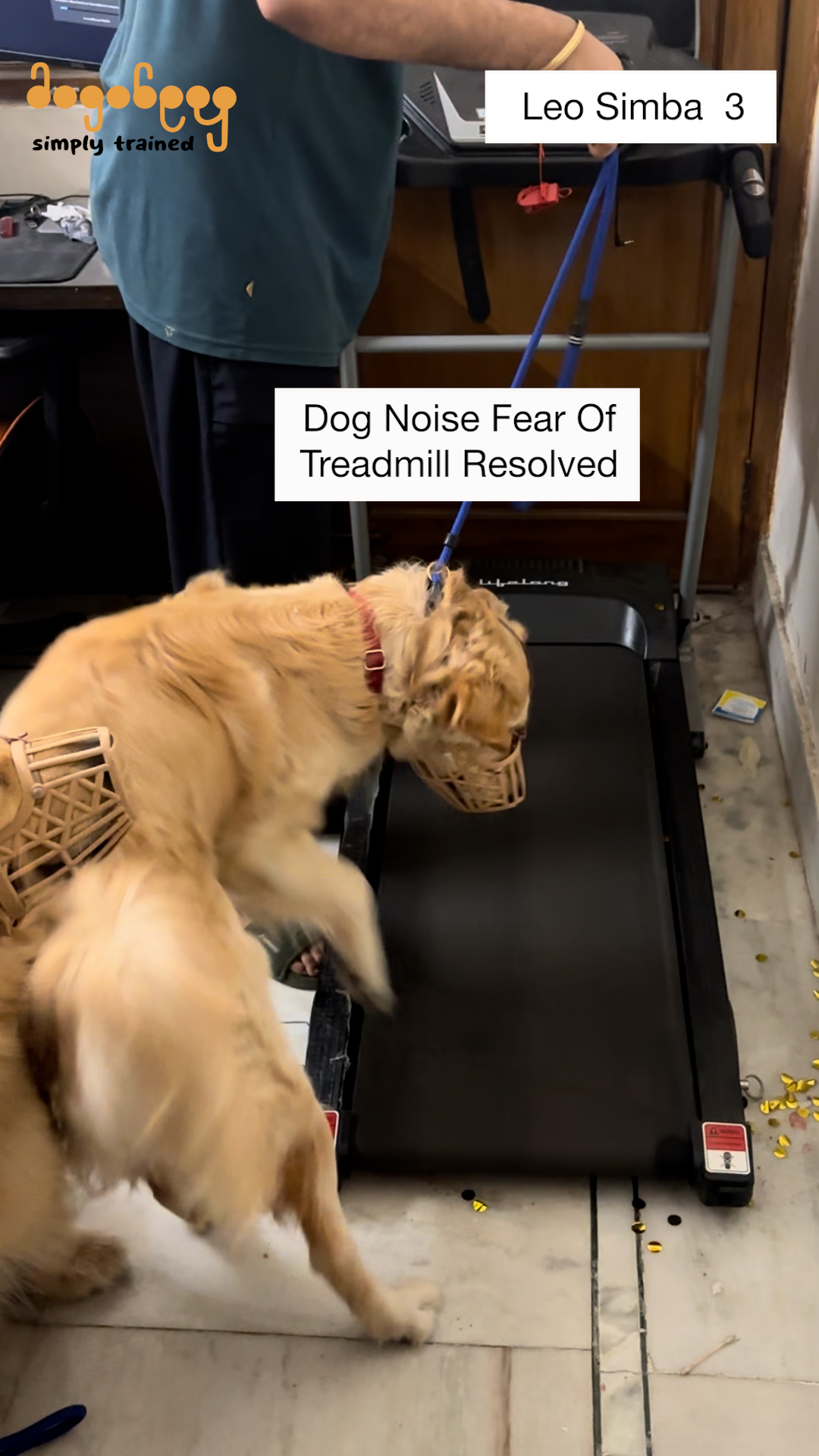 Leo & Simba - Noise Fear Of Hair Dryer