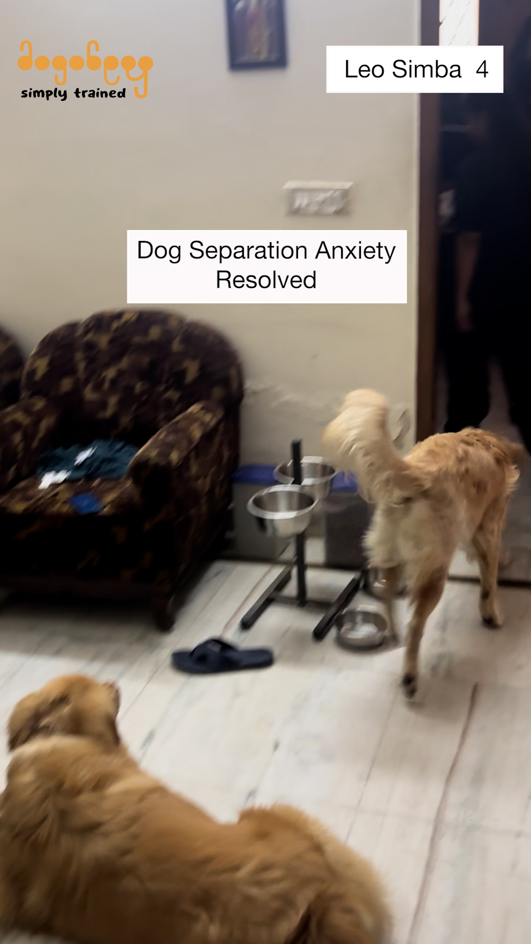 Leo & Simba - Separation Anxiety