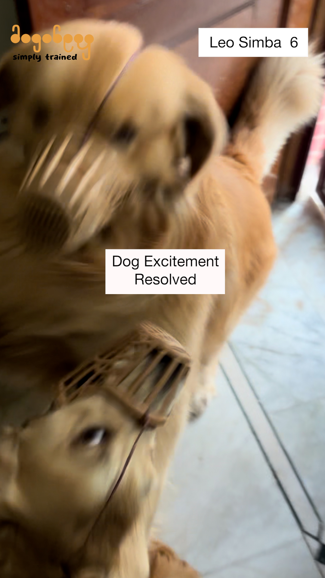 Leo and Simba - Excitement At People