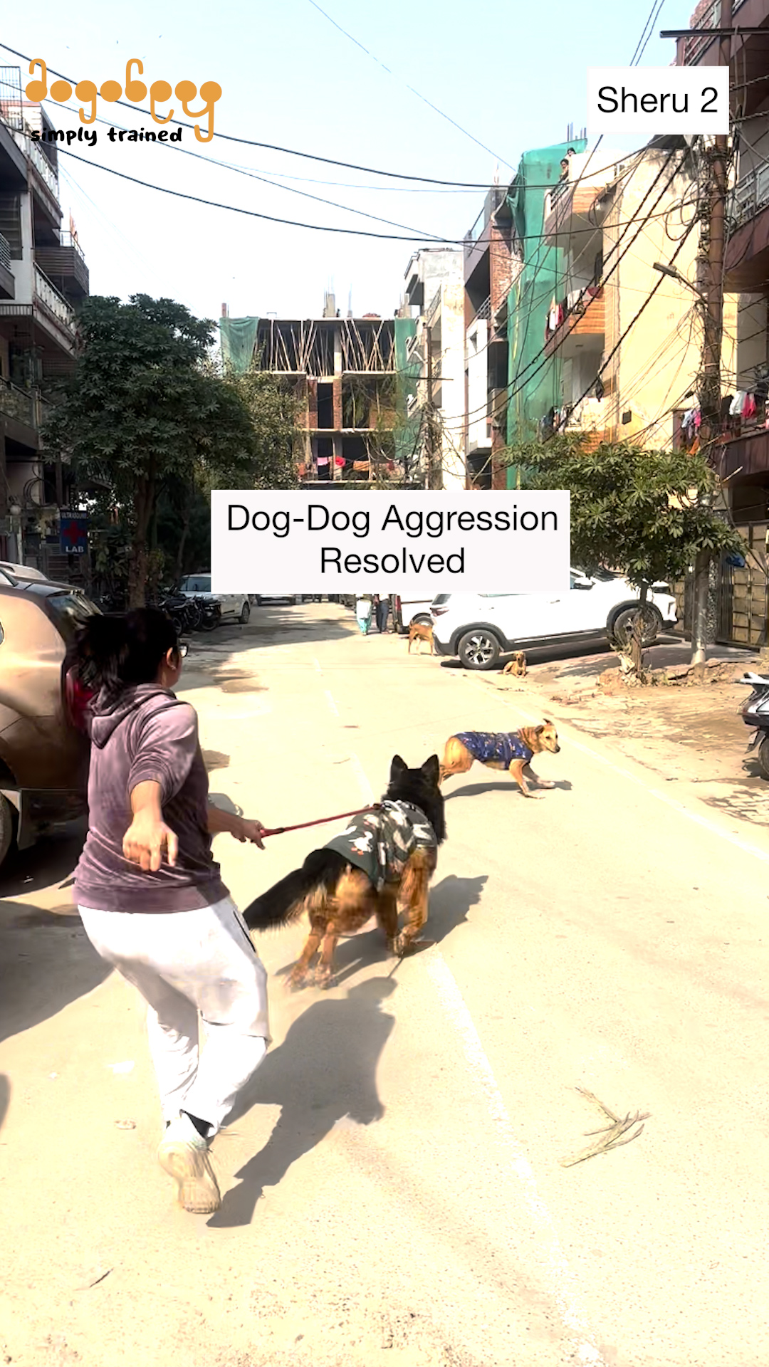 Sheru - German Shepherd Training