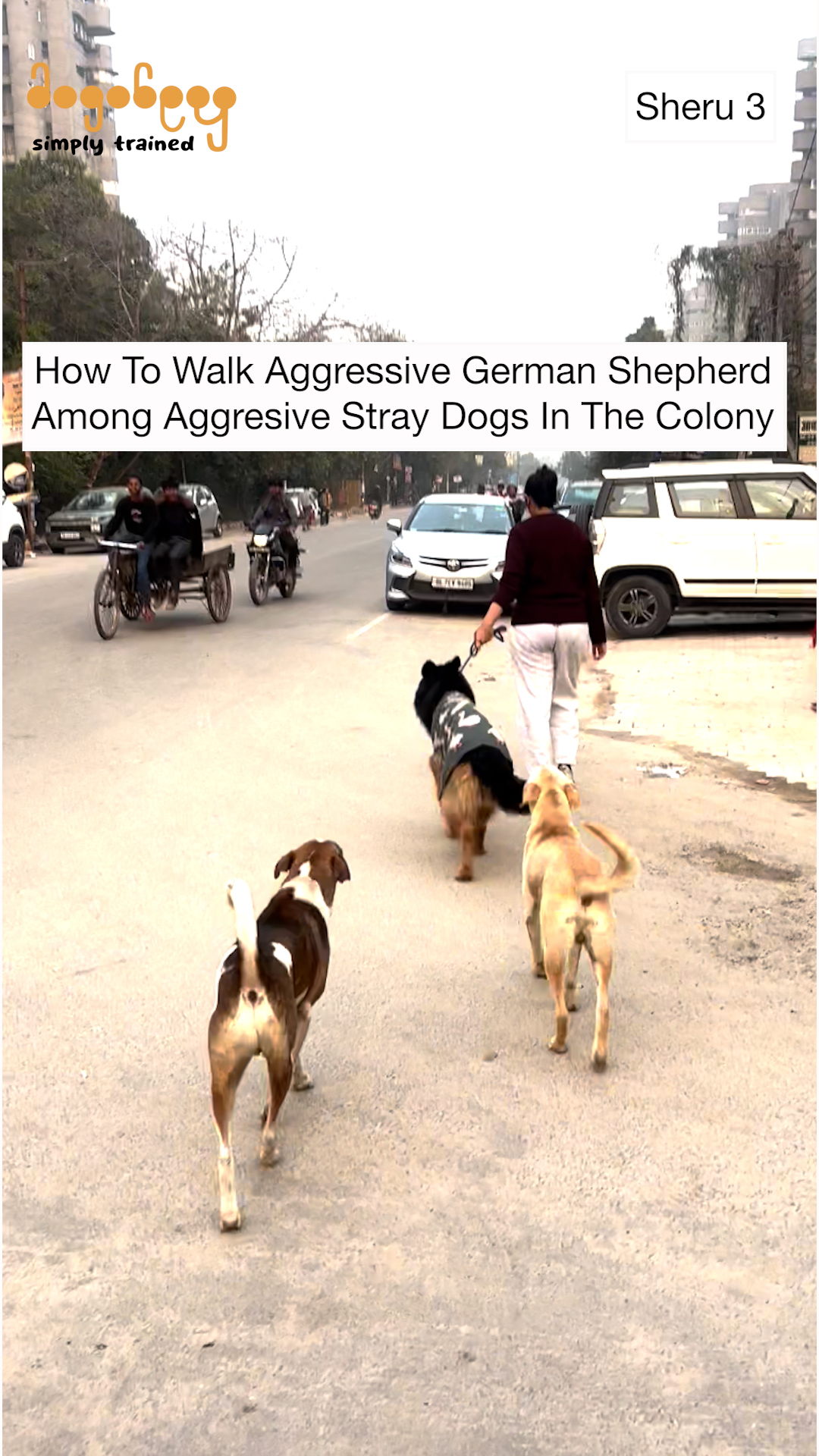 Sheru - Walking Among Stray Dogs