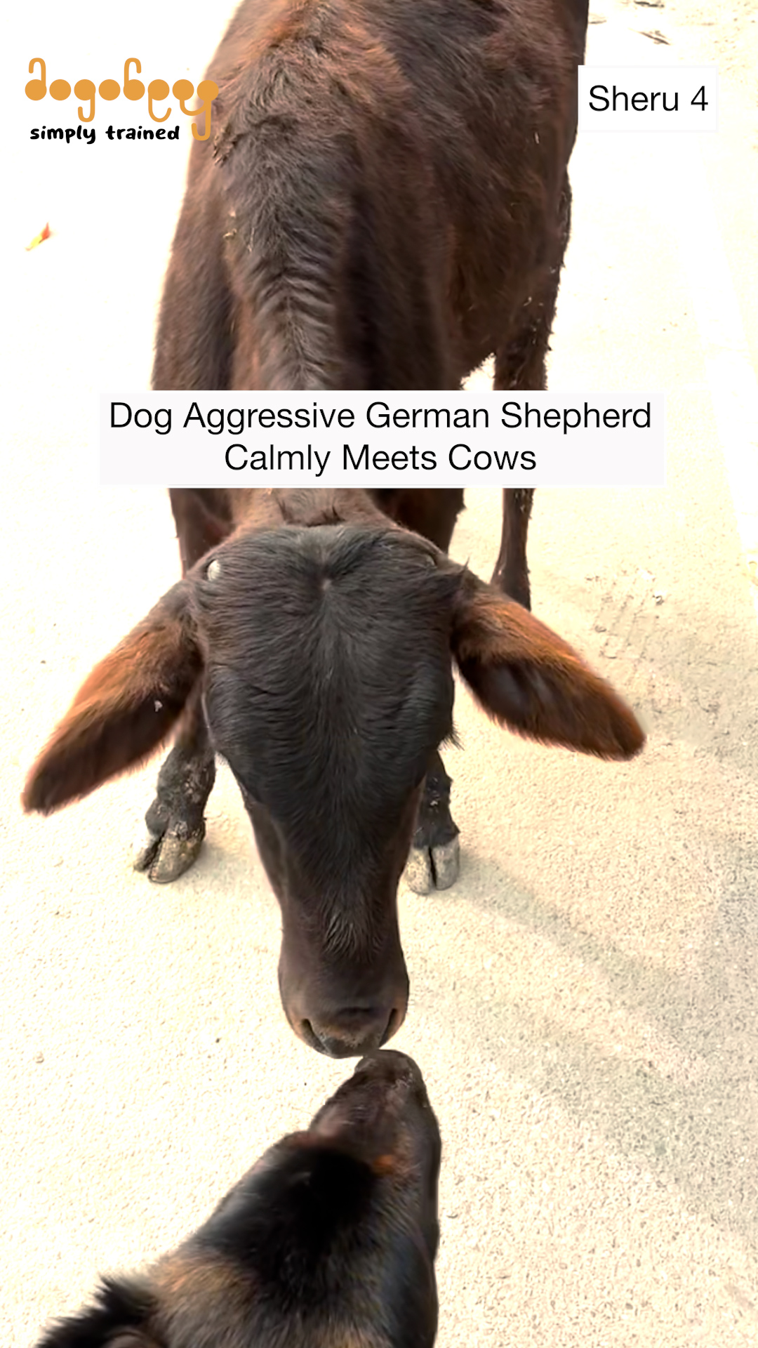 Sheru - German Shepherd Meets Cows Calmly