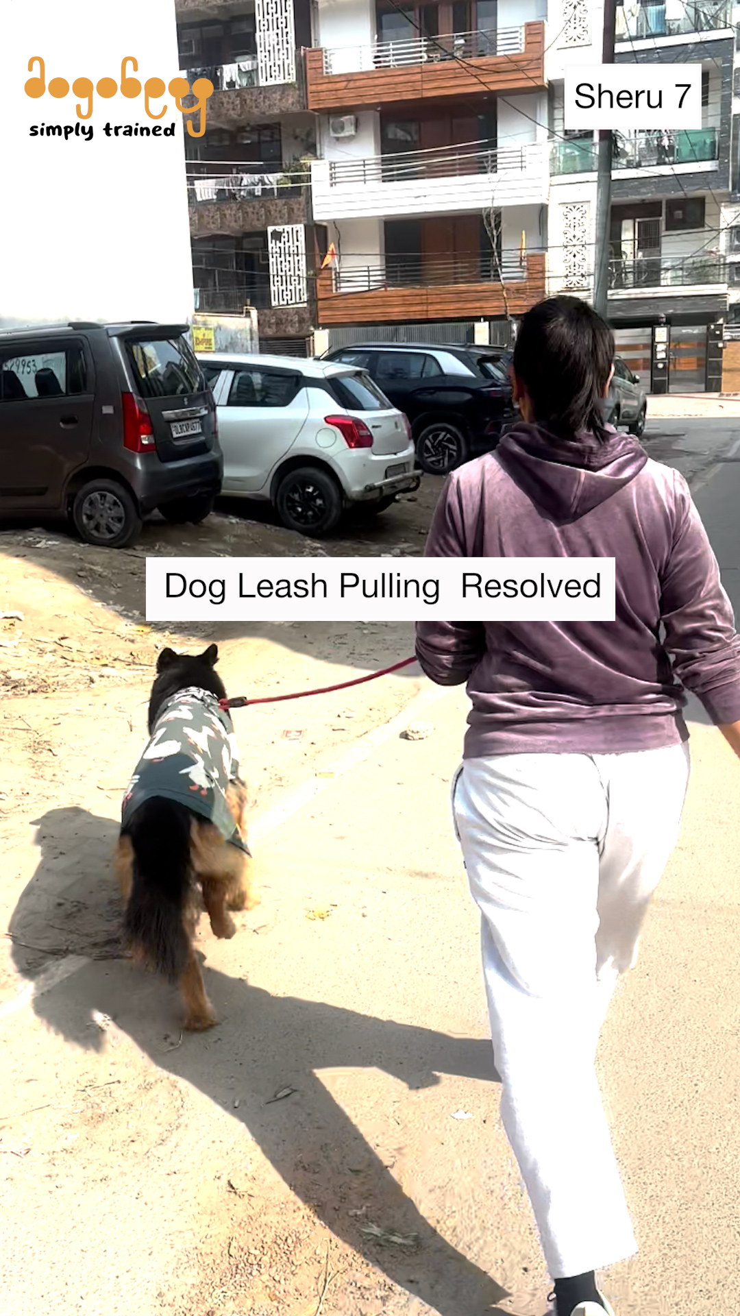 Sheru - Leash Pulling
