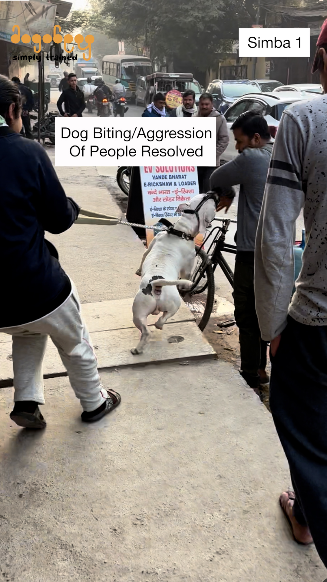 Simba - Pitbull Training