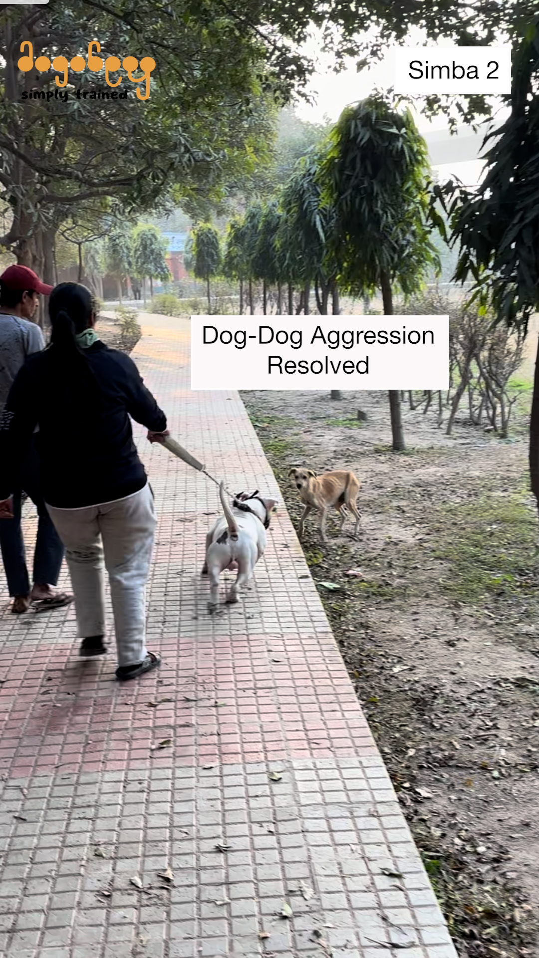 Simba - Dog-Dog Aggression