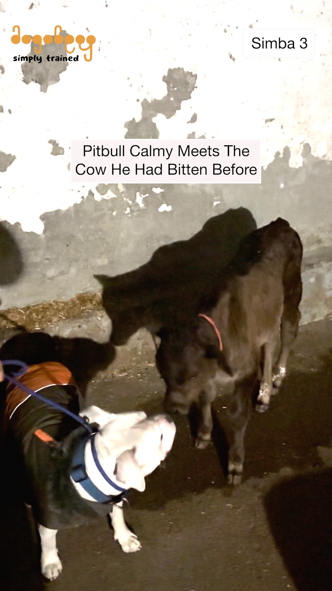 Simba - Meeting Cows After Training