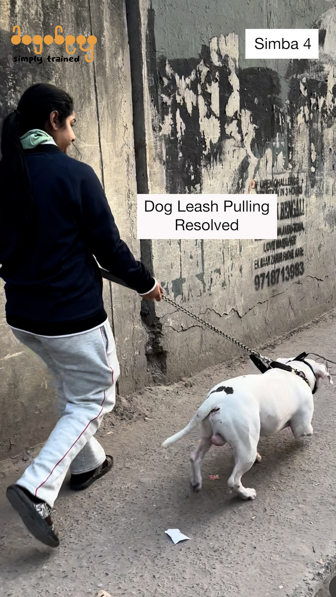Simba - Leash Pulling
