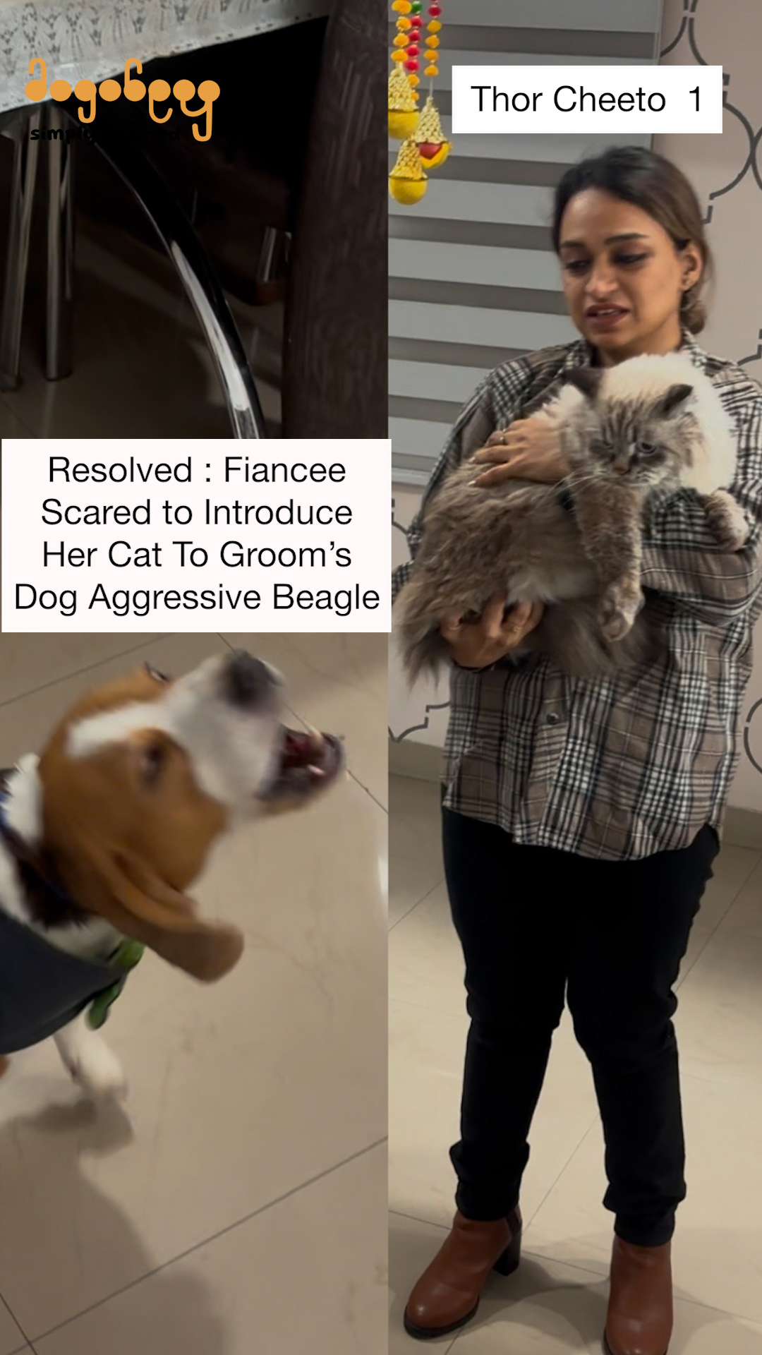 Thor - Beagle and Cat Training