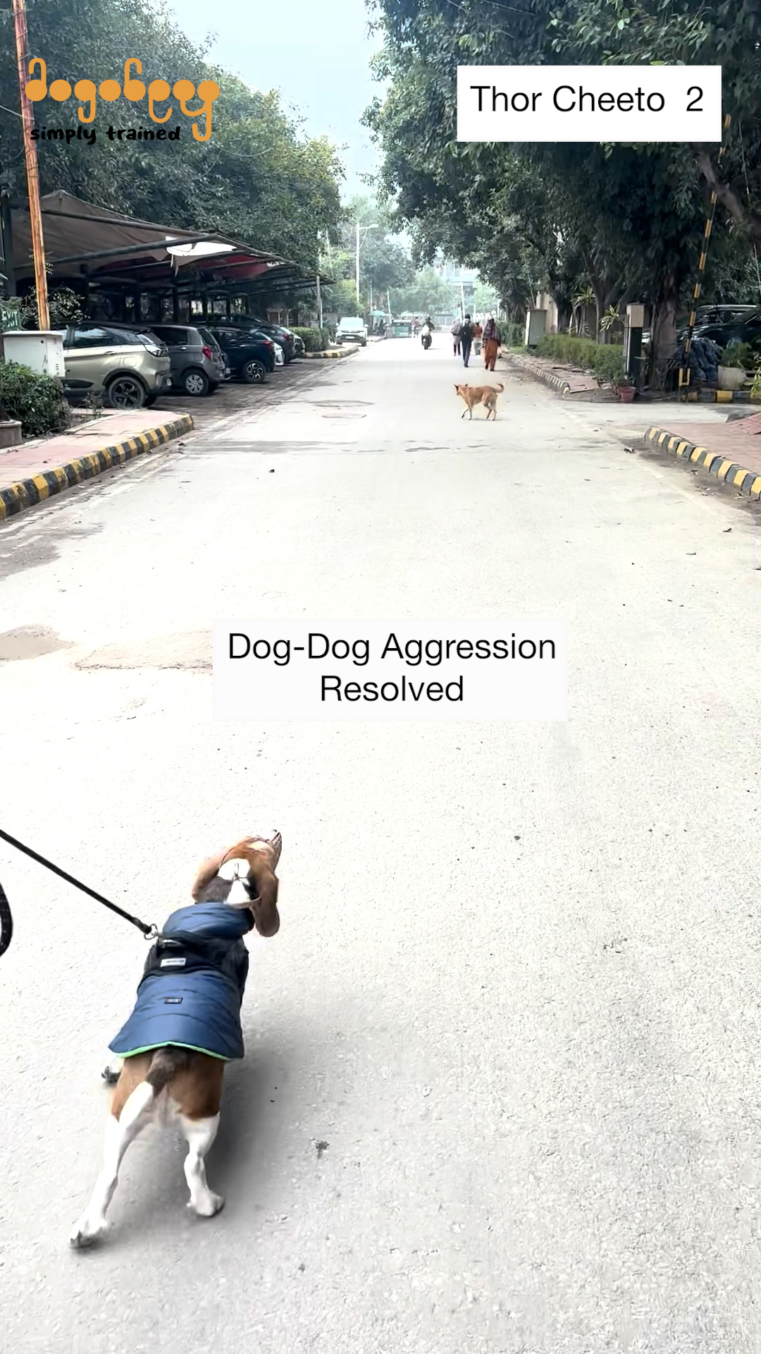 Thor - Dog-Dog Aggression Training