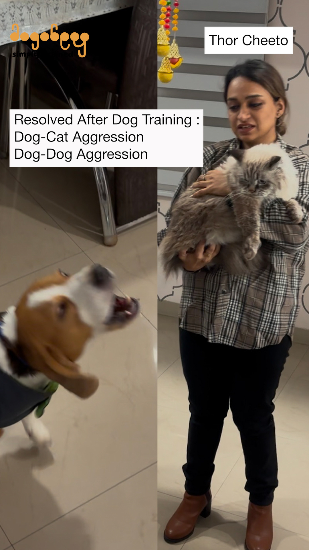 Thor - Dog-Cat Aggression