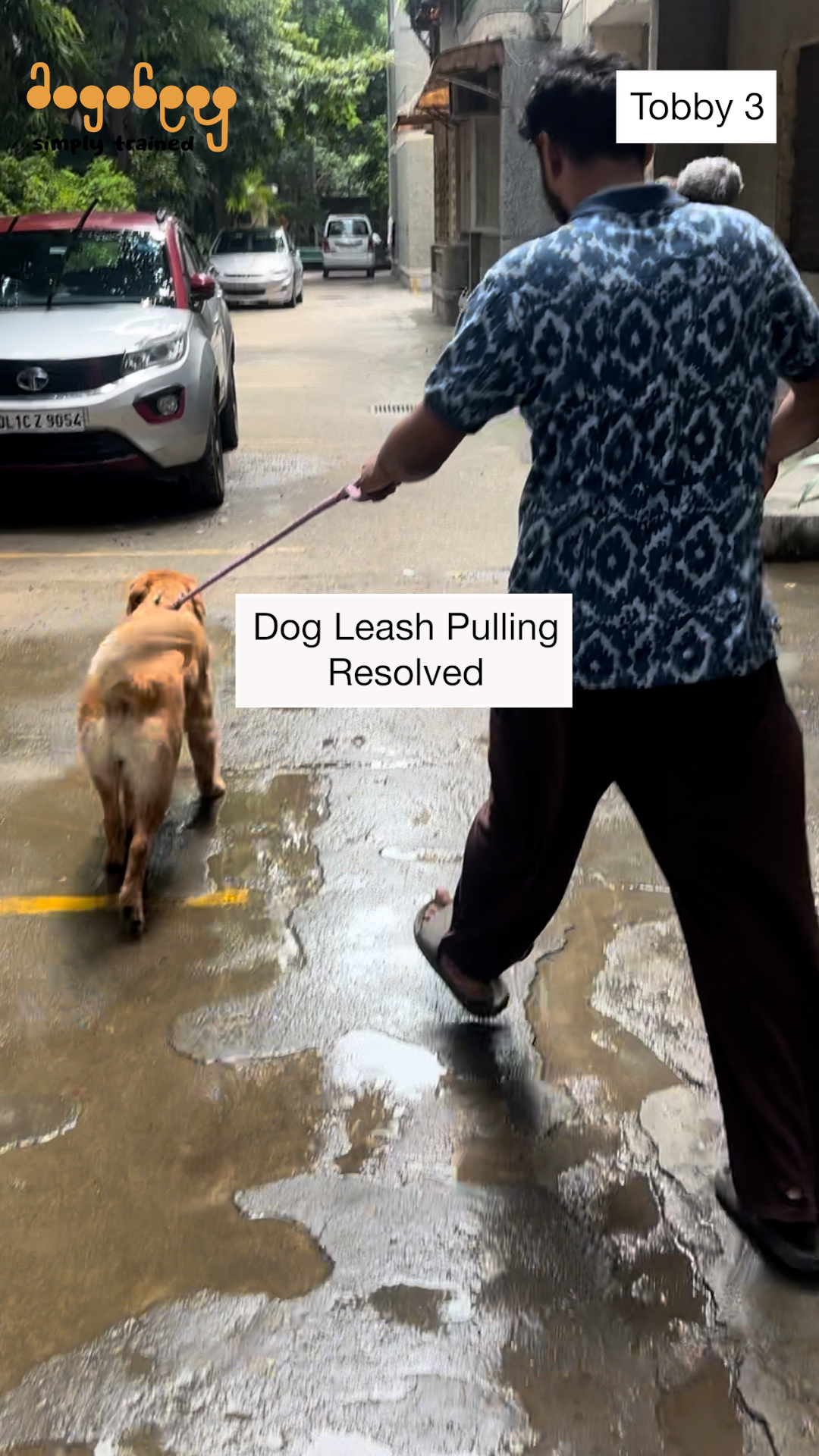 Tobby - Leash Pulling