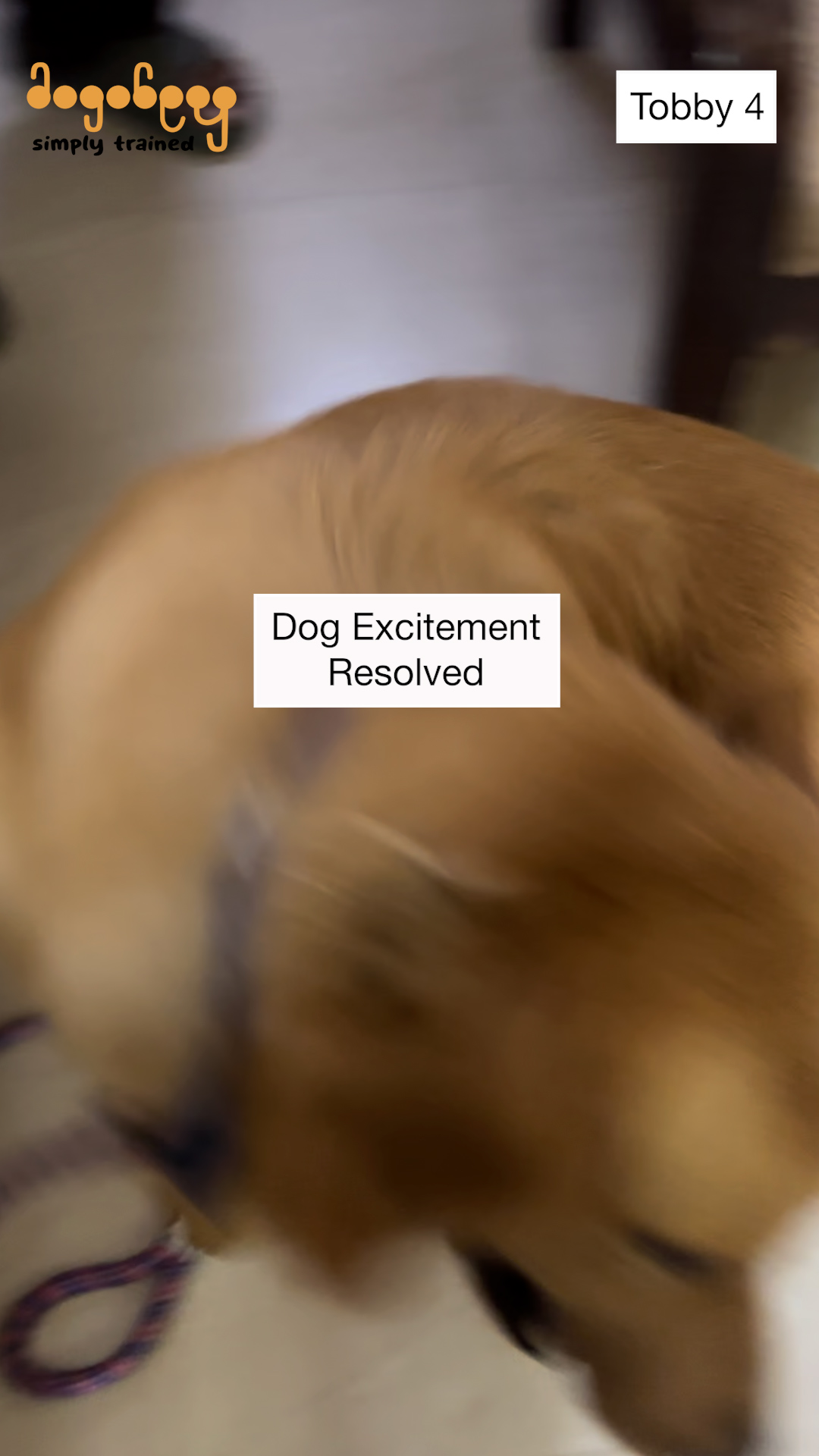 Tobby - Excitement At People