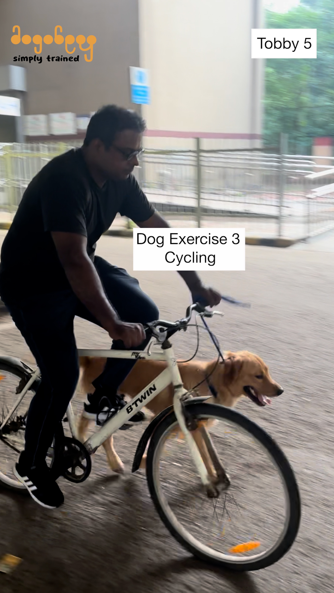 Tobby - Dog Exercise Cycling