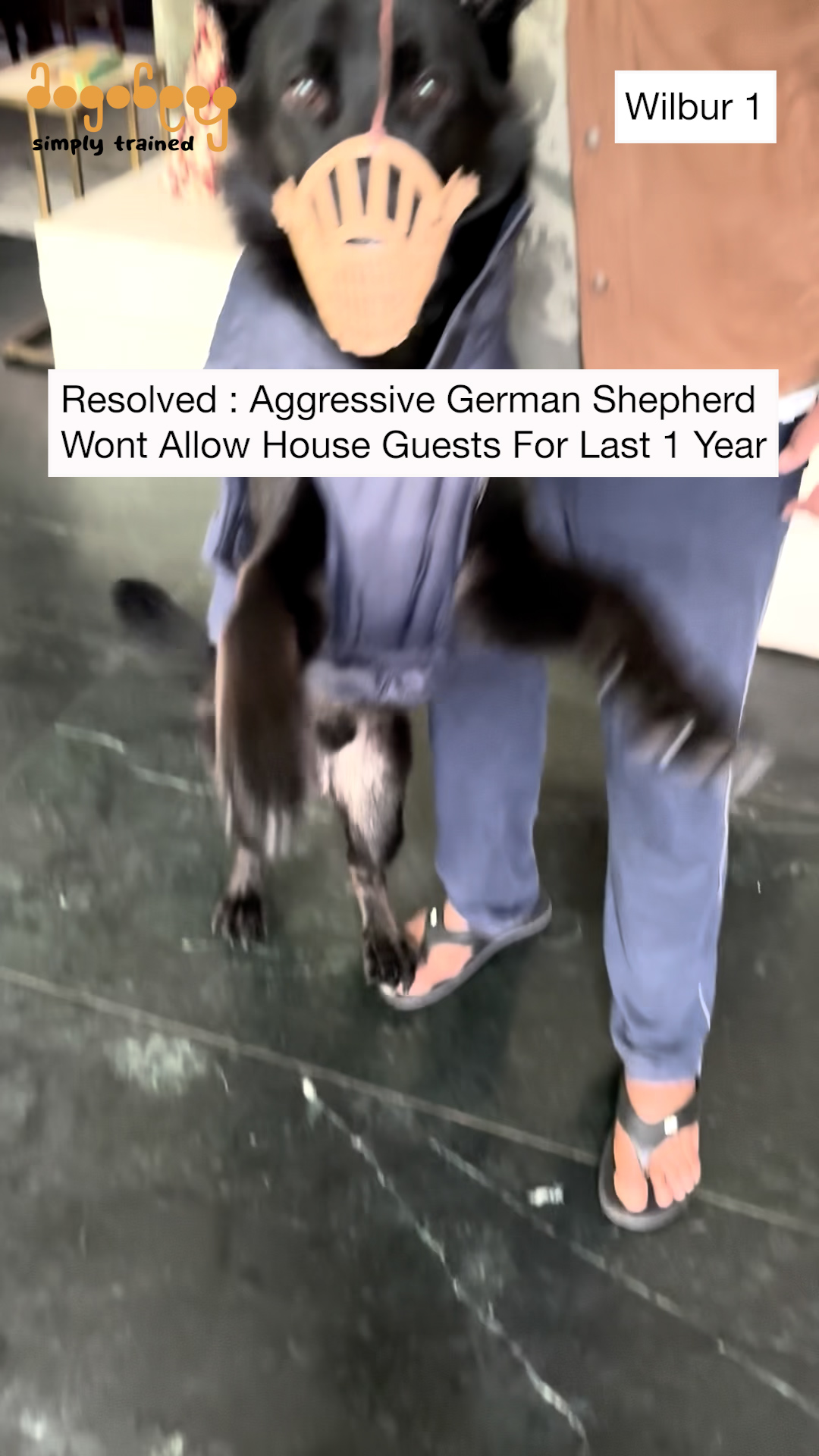 Wilbur - German Shepherd Training