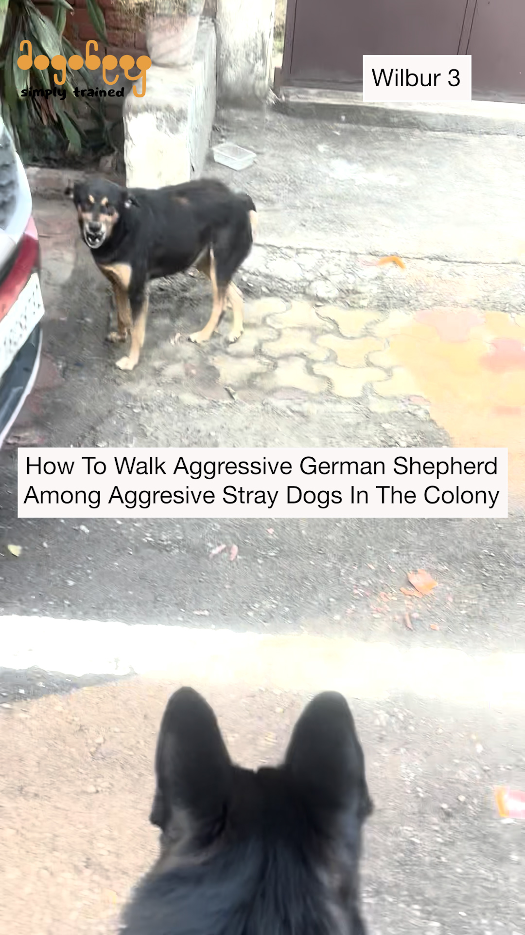 Wilbur - How To Walk Aggressive German Shepherd