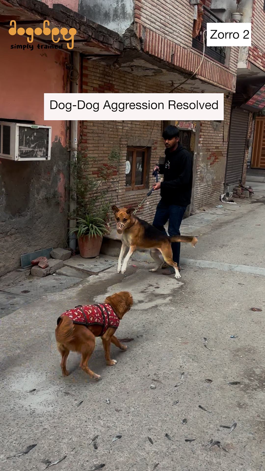 Zorro - Dog-Dog Aggression Resolved