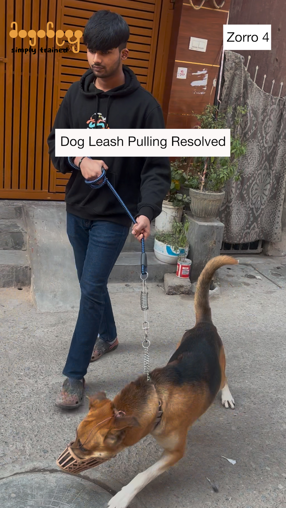 Simba - Leash Pulling