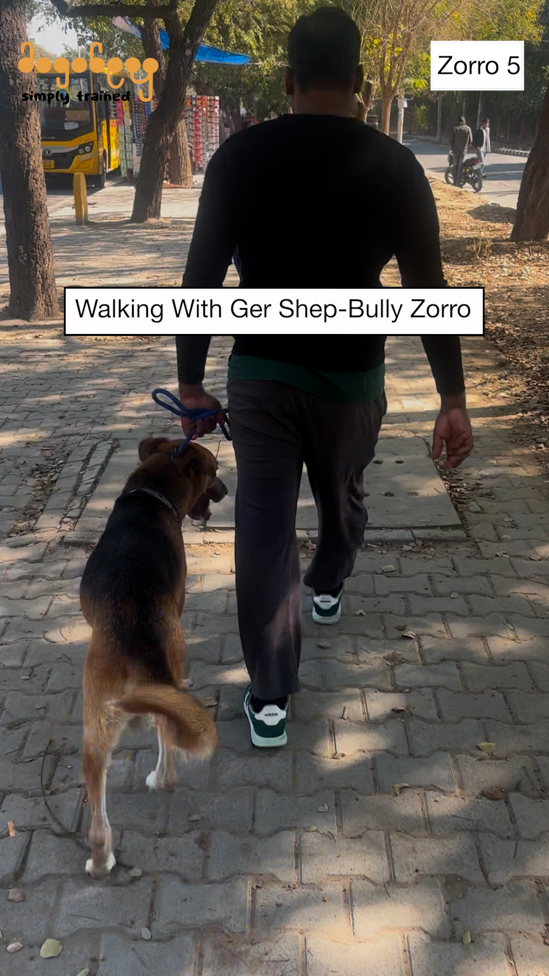Zorro - Walking With German Shepherd-Bully