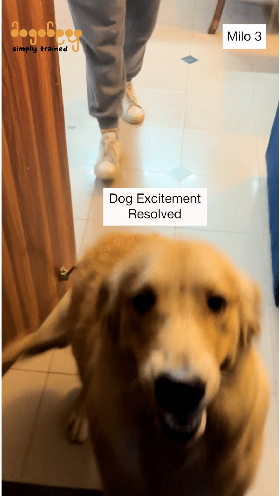 Milo - Excitement At People